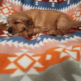 Boy 2 - Dark golden male Golden Retriever puppy in Sagle, Idaho from Little Shadow Retrievers