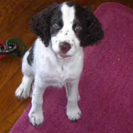English Springer Spaniel All Grown Up from Sandhill Kennel