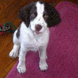 English Springer Spaniel All Grown Up from Sandhill Kennel