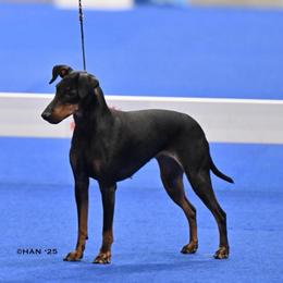 Arwen - Manchester Terrier