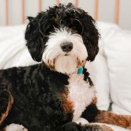 Cocoa - Bernedoodle