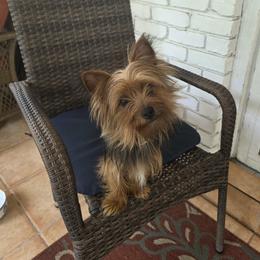 Miss Shug - Yorkshire Terrier