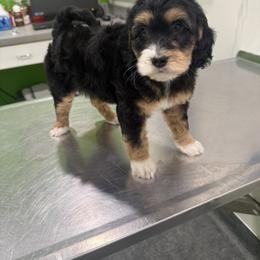 Assorted Doodle Crosses, Aussiedoodle, and Australian Shepherd Puppies from Junipersdoodles