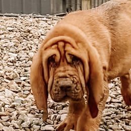 Bloodhounds from Hat Creek Kennel
