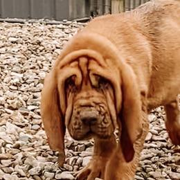 Bloodhounds from Hat Creek Kennel
