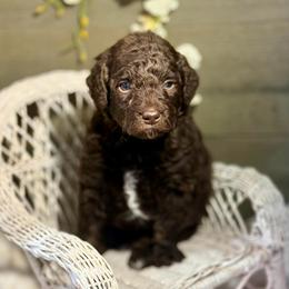 Little Blessing - Chocolate female Goldendoodle puppy in Everett, Washington from Pawlydoodles
