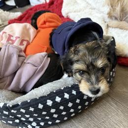 Morkie Puppies from Georgias Finest Puppies