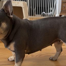 Brussels Griffons, Chihuahuas, and French Bulldogs from BZB Griffs