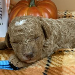 Blue boy - Cream male Poodle puppy in Nacogdoches, Texas from BA Mini Poodles