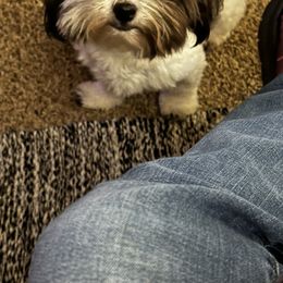 Diamond - Havanese