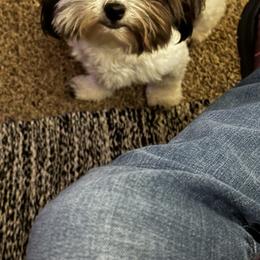Diamond - Havanese