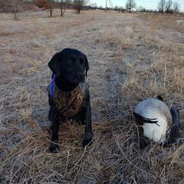 Echo - Labrador Retriever