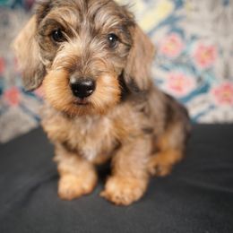 Dachshund Puppies from Shining A Lowriders & Co.