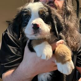 Airedale Terrier, Bernedoodle, and Bernese Mountain Dog Puppies from Beitzel Babies