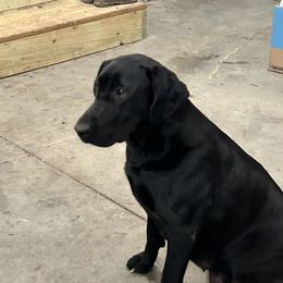 COCO - Labrador Retriever