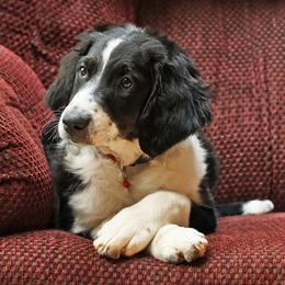 Girl 7 - Black tri-color Aussiedoodle puppy in Ashland, Ohio from Part of the Family