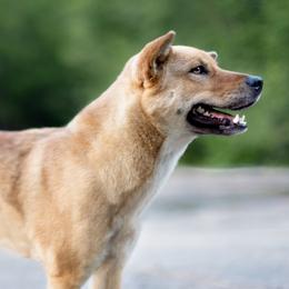 Jindos from Kkeokjin Jindo • 꺽진 진도