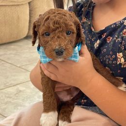 Winnie - Red  male Goldendoodle puppy in Sugarcreek, Ohio from True Hearted Doodles