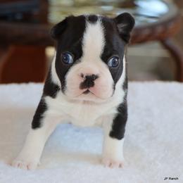 Davy - Black and white male Boston Terrier puppy in Winnsboro, Texas from JP Ranch Bulldogs