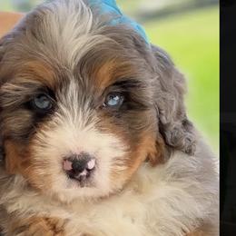 Bernedoodles, Cavapoos, and Goldendoodles from Florida Coast Doodles