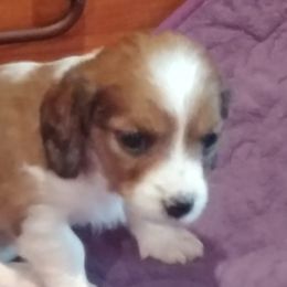 Dachshunds from Dachsunds On The River