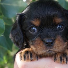 Bernedoodles, Cavalier King Charles Spaniels, and Poodles from Treasure Valley Poodles