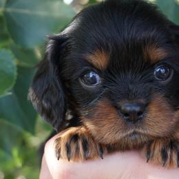 Bernedoodles, Cavalier King Charles Spaniels, and Poodles from Treasure Valley Poodles
