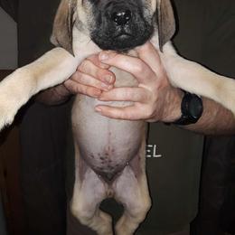 Beige boy - Fawn Mastiff puppy in Dowagiac, Michigan from Flanders Kennels LLC