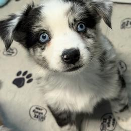 Lilo - Blue merle female Miniature Australian Shepherd puppy in Bohemia, New York from Wiggle Bum Ranch