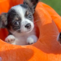 Allison - Blue and white female Chihuahua puppy in Amity, Pennsylvania from Rhoda and Verna