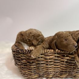 Goldendoodle Puppies from Kutedoodle