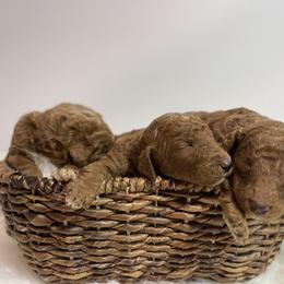 Goldendoodle Puppies from Kutedoodle