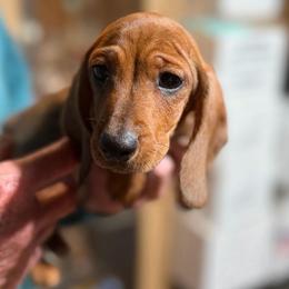 Ricky - Red male Dachshund puppy in Gavilan Hills, California from Bacchanal Kennel/Ranch