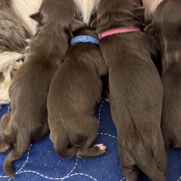 Blue - Chocolate male Havanese puppy in Medina, Ohio from Havi Haus (Coco's Puppies)