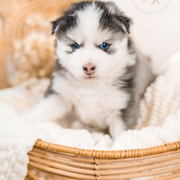 Pomsky Puppies from Southpaw Pomskies