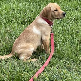 Labrador Retriever Puppies from Triple Ridge Labs