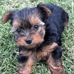 Yorkshire Terriers from Deb's Yorkie Pawz