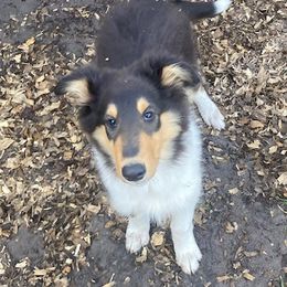 Ross - Black white and tan Collie puppy in Yulee, Florida from Three Collie Farm