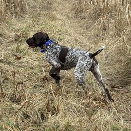 Turbo - German Shorthaired Pointer