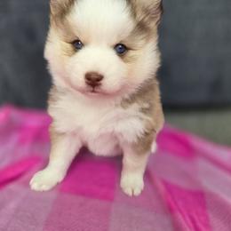 Brook - Red and white female Pomsky puppy in Mc Callsburg, Iowa from SZ Rolling Acres LLC