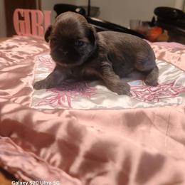Puppy 3 - Blue female Shih Tzu puppy in Belleville, Michigan from Patricia's Heavenly Earth Angels