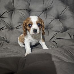 Aussiedoodle, Cavalier King Charles Spaniel, Companion Cross, French Bulldog, Goldendoodle, Morkie, Pomsky, Pug, and Yorkshire Terrier Puppies from We R Puppies