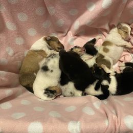 Collie puppies from Glenara Collies & Papillons