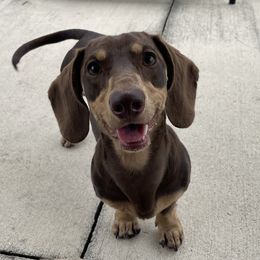 Dallas - Dachshund