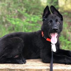German Shepherds from VonBacchus Shepherds