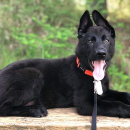 German Shepherds from VonBacchus Shepherds
