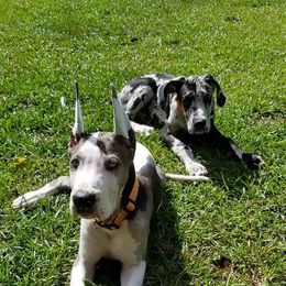 Great Dane Puppies from Dynamic Danes