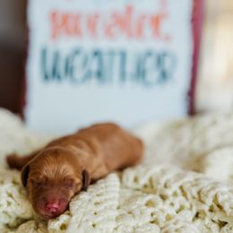 Flannel - Apricot male Goldendoodle puppy in Ludington, Michigan from WestShoreDoodles