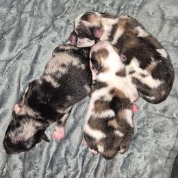 Rocky - Blue merle male Pomeranian puppy in Billings, Montana from Magic City Poms