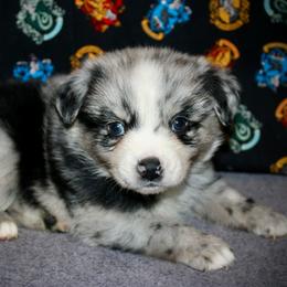 Yoshi - Blue merle male Australian Shepherd puppy in El Dorado Springs, Missouri from HP Aussie Kennels